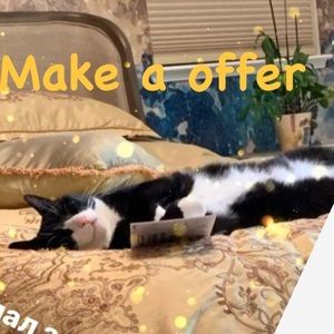 Cat 🐈‍⬛ life catty